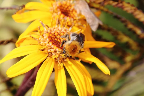 Μέλισσα. Λουλούδι. Αγροτική. — Φωτογραφία Αρχείου