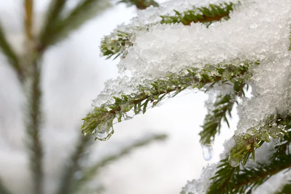 Winter. Spruce. Snow. — Stock Photo, Image