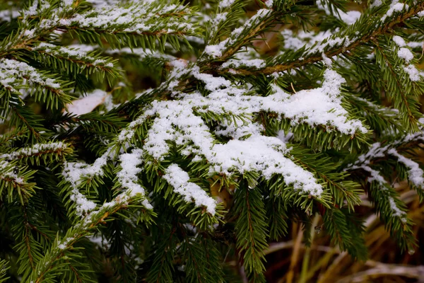 Winter. Spruce. Snow. — Stock Photo, Image