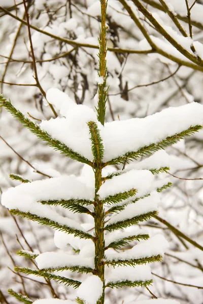 Winter. Spruce. Snow. — Stock Photo, Image