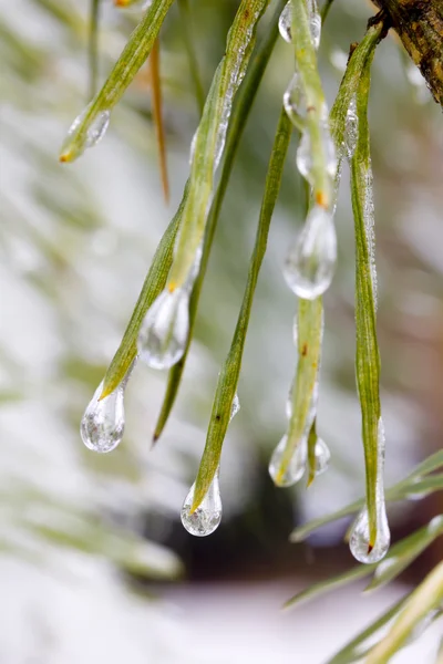 Winter. Pine. Snow. — Stock Photo, Image