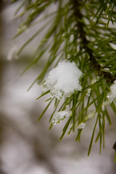 Winter. Pine. Snow. — Stock Photo, Image