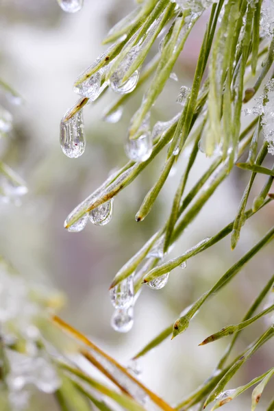 El invierno. Pino. Nieve . —  Fotos de Stock