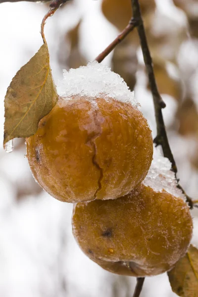 Apples. Snow. Winter. — Stock Photo, Image