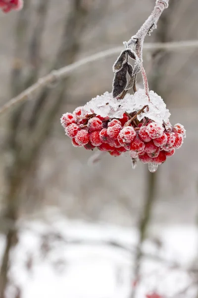 Rowan. Winter. Snow. — Stock Photo, Image