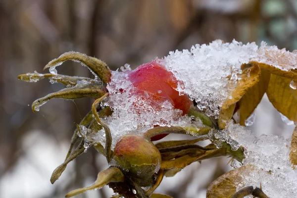 Briar. Winter. Snow. — Stock Photo, Image