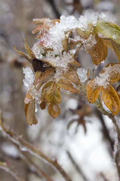 Briar. Winter. Snow. — Stock Photo, Image