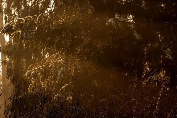 Bosque de invierno. Amanecer . — Foto de Stock