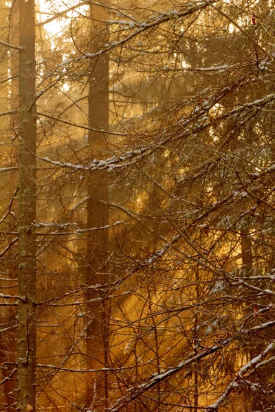 Bosque de invierno. Amanecer . —  Fotos de Stock