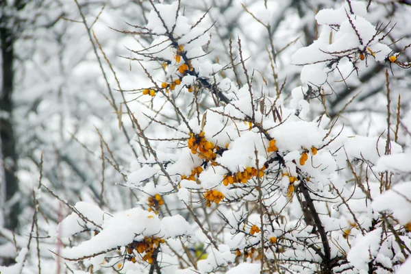 Sea-buckthorn. Winter. Snow. — Stock Photo, Image