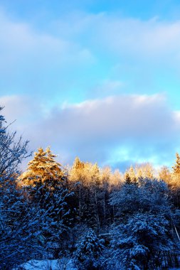 Kış. Ahşap. Şafak.