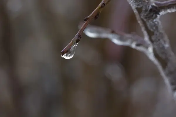 Déšť se sněhem. Vynechá. Strom. — Stock fotografie