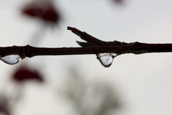 Sleet. Drop. Tree.