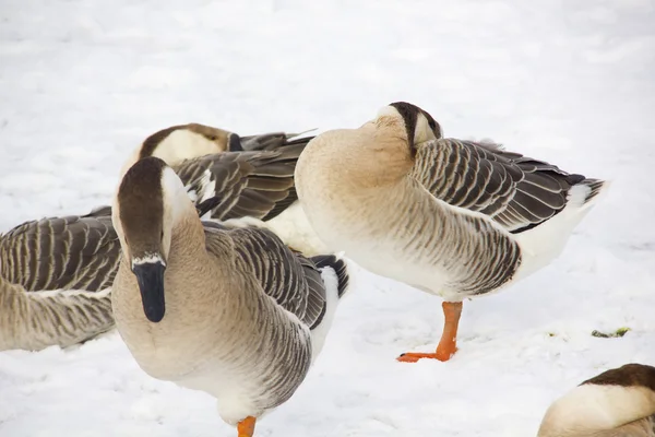 Gansos. Inverno. Neve . Imagem De Stock