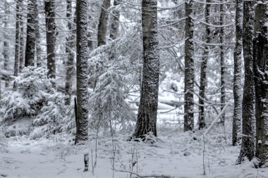 Kış orman. Kar. Kırsal.