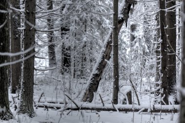 Kış orman. Kar. Kırsal.