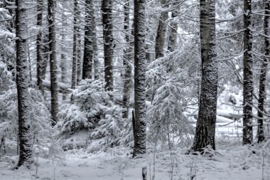 Kış orman. Kar. Kırsal.