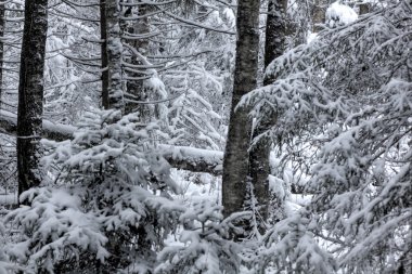Kış orman. Kar. Kırsal.