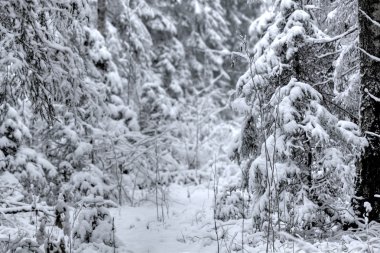 Glade. Kış. Ahşap.