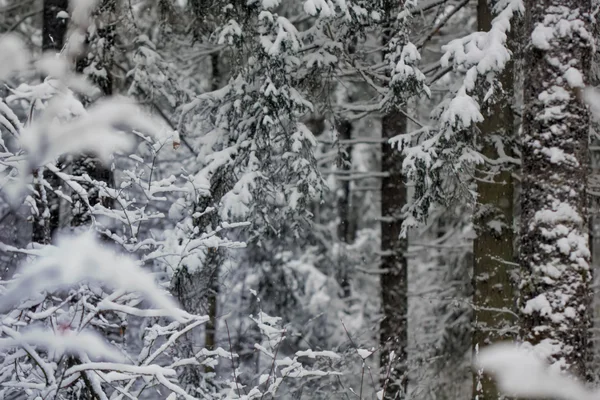 Winter forest. Snow. Rural. — Stock Photo, Image