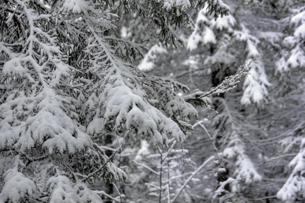 Winter forest. Snow. Rural. — Stock Photo, Image