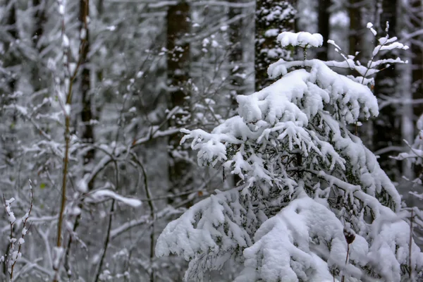 Forêt d'hiver. Neige. Secteur rural . — Photo