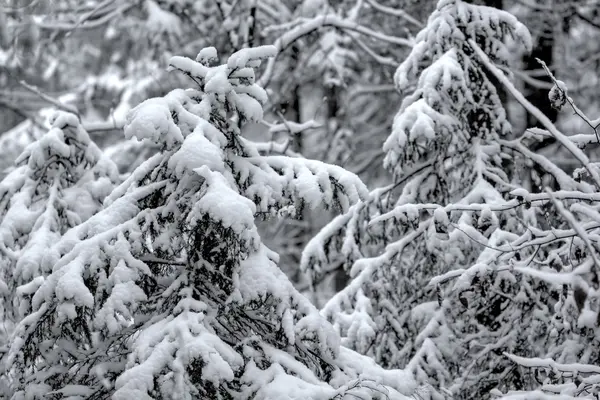 Winter forest. Snow. Rural. — Stock Photo, Image