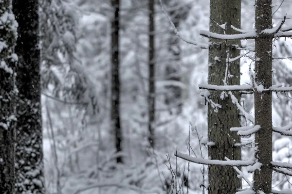 Floresta de Inverno. Neve. Rural . — Fotografia de Stock