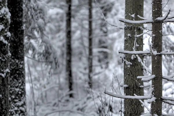 Winter forest. Snow. Rural. — Stock Photo, Image