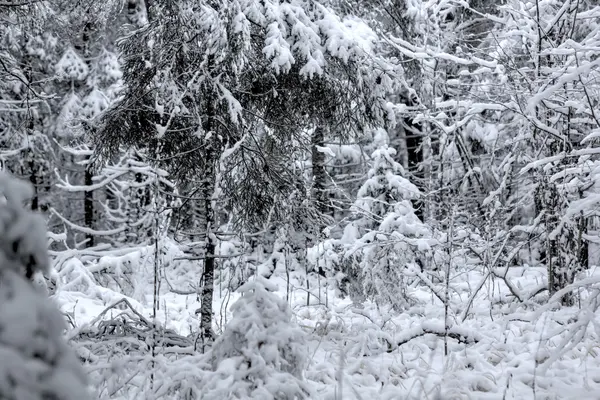 Winter forest. Snow. Rural. — Stock Photo, Image