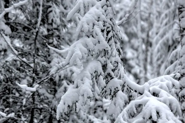 Winter forest. Snow. Rural. — Stock Photo, Image