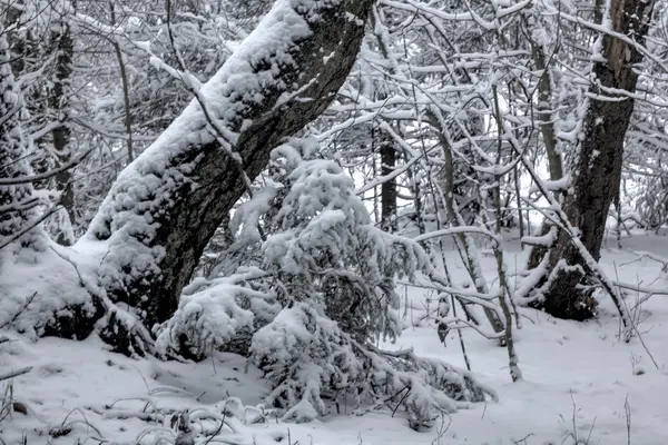Χειμώνας δάσος. Χιόνι. Αγροτική. — Φωτογραφία Αρχείου
