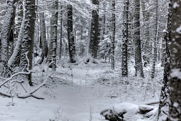 Floresta de Inverno. Neve. Rural . — Fotografia de Stock