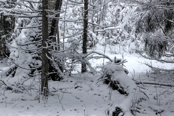 Winter forest. Sneeuw. Platteland. — Stockfoto