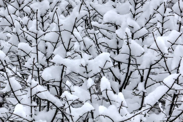 Winter forest. Sneeuw. Platteland. — Stockfoto