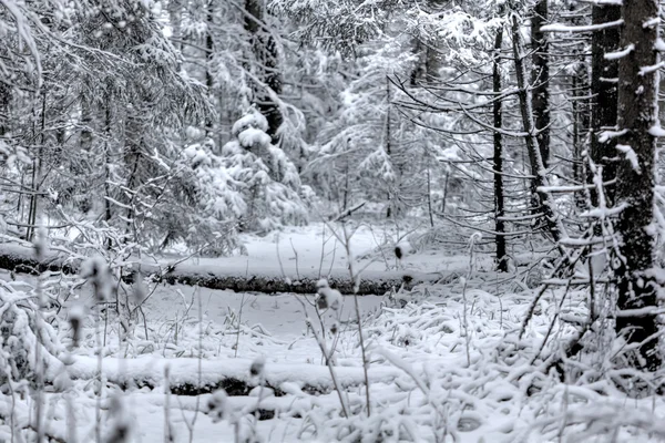 Glade. El invierno. Madera . —  Fotos de Stock