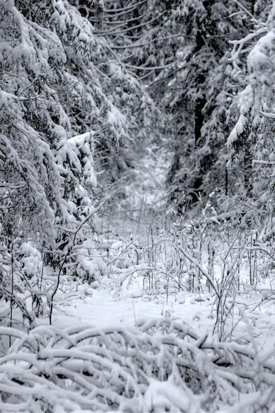 Glade. Zima. Dřevo. — Stock fotografie