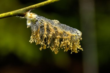 Willow çiçek. Bahar.