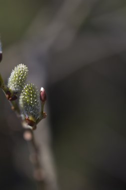 Willow çiçek. Bahar.
