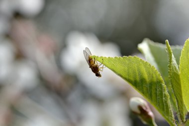 Kiraz çiçekleri. Bahar.