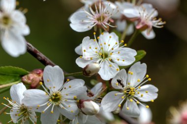 Kiraz çiçekleri. Bahar.
