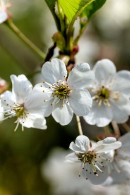 Kiraz çiçekleri. Bahar.