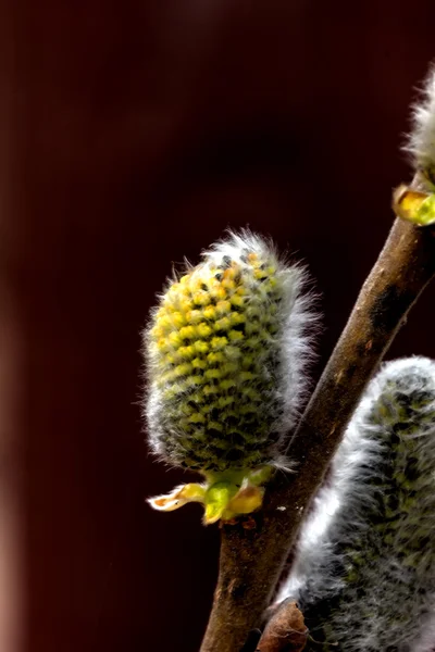 Willow flower. Spring. — Stock Photo, Image