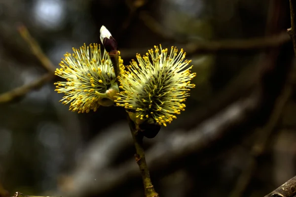 Fleur de saule. Printemps . — Photo