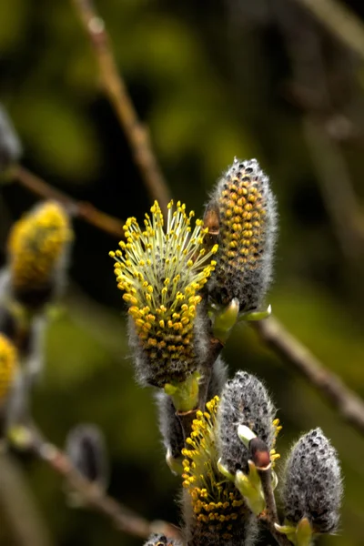 Flor de salgueiro. Primavera . — Fotografia de Stock