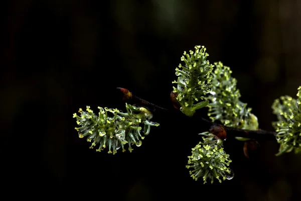 Fiore di salice. Primavera . — Foto Stock