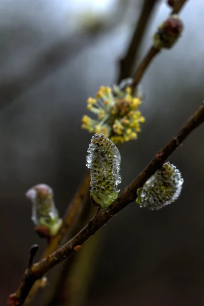 Willow blomma. Våren. — Stockfoto