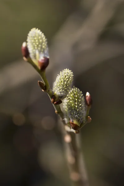 Weidenblume. Frühling. — Stockfoto