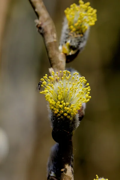 Fiore di salice. Primavera . — Foto Stock