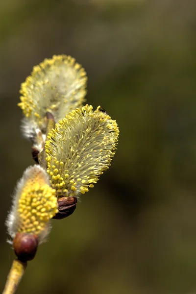 Weidenblume. Frühling. — Stockfoto